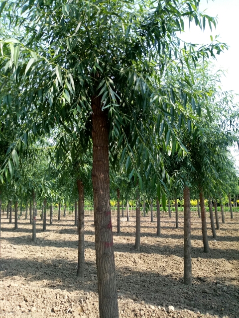 河北平頭旱柳價格@河北旱柳基地@河北博野旱柳價格