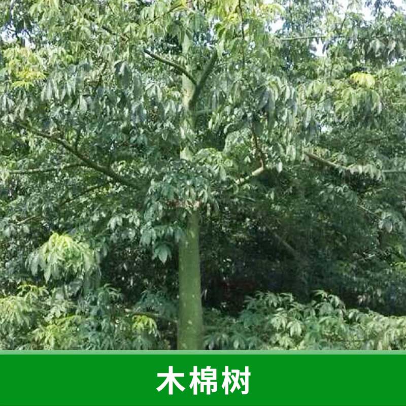 木棉樹圖片/木棉樹樣板圖 (1)