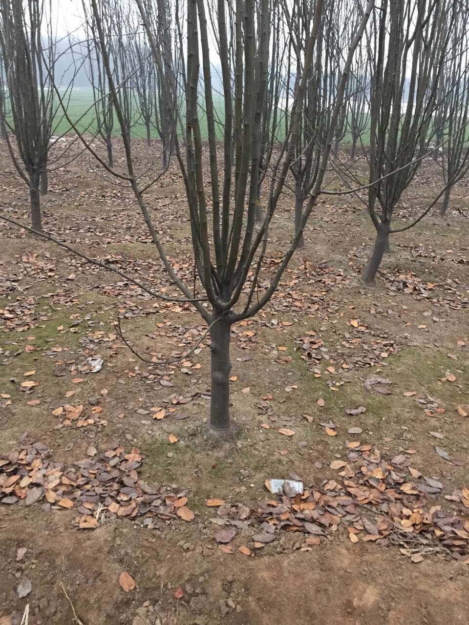 金葉榆圖片/金葉榆樣板圖 (2)