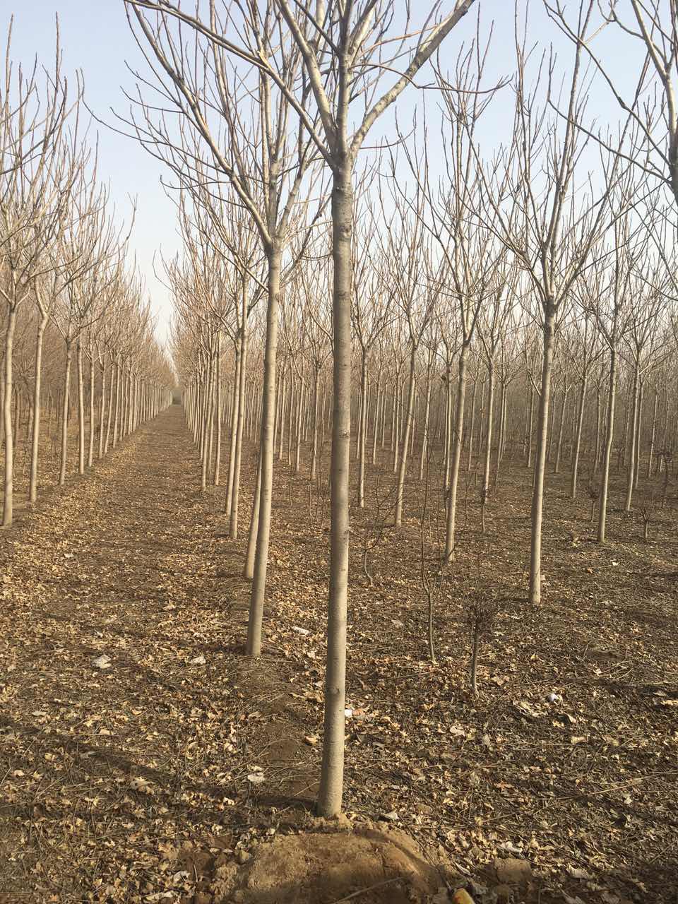 毛白楊圖片/毛白楊樣板圖 (3)