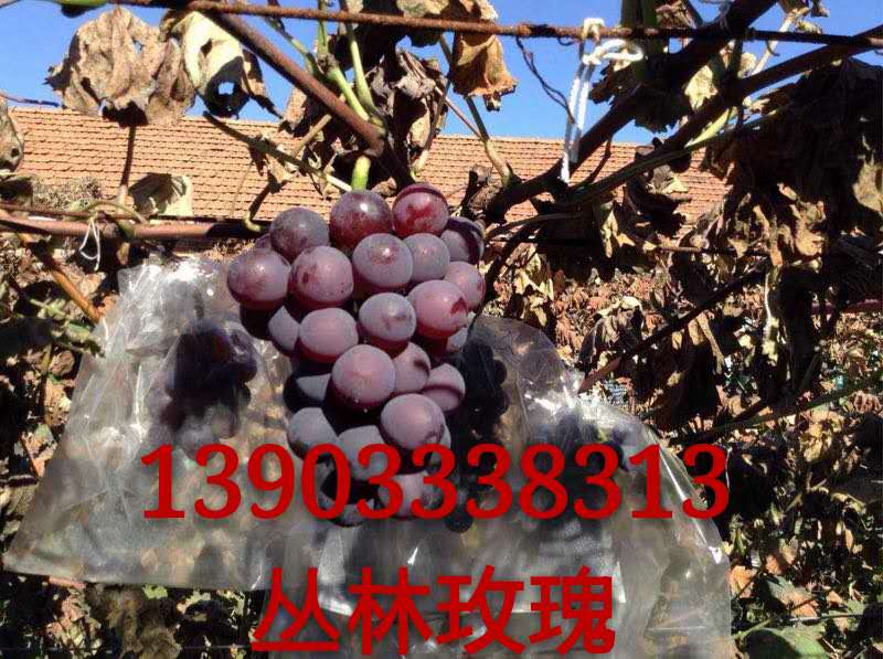 叢林玫瑰葡萄苗圖片/叢林玫瑰葡萄苗樣板圖 (1)