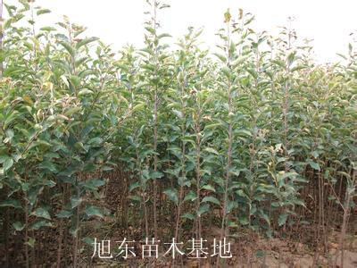 紅肉蘋果苗圖片/紅肉蘋果苗樣板圖 (3)