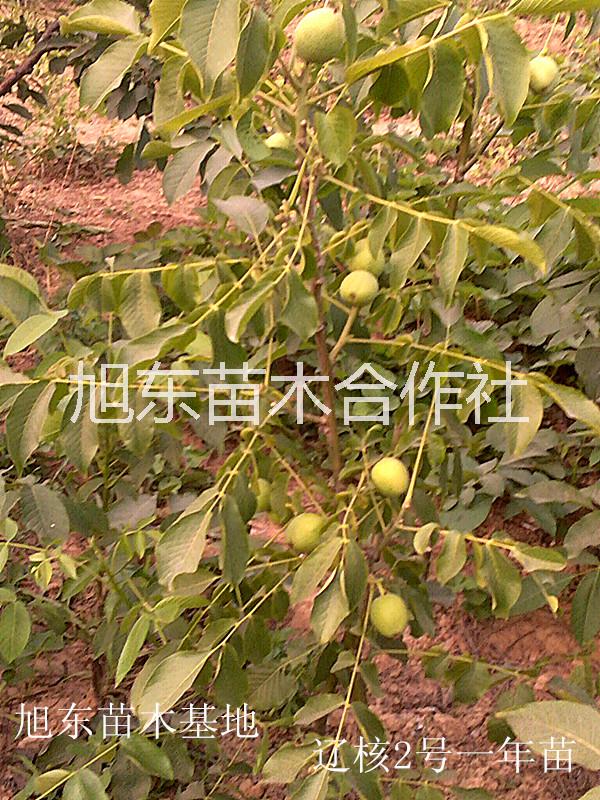 核桃樹苗，清香薄殼核桃苗價格，嫁接成品核桃樹苗報價，山西核桃苗