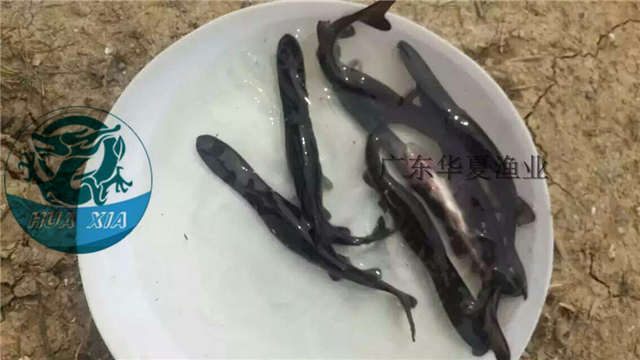 供應(yīng)用于養(yǎng)殖的鴨嘴鱘魚苗、鴨嘴魚苗報(bào)價(jià)廣東鴨嘴鱘魚苗批發(fā) 匙吻鱘魚苗