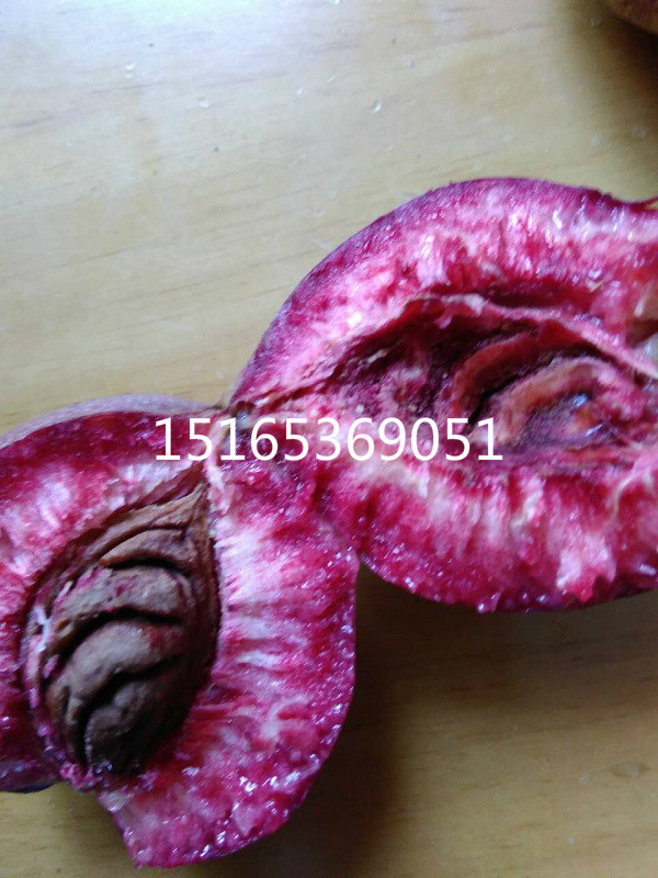 供應(yīng)廠家直銷黑桃苗木