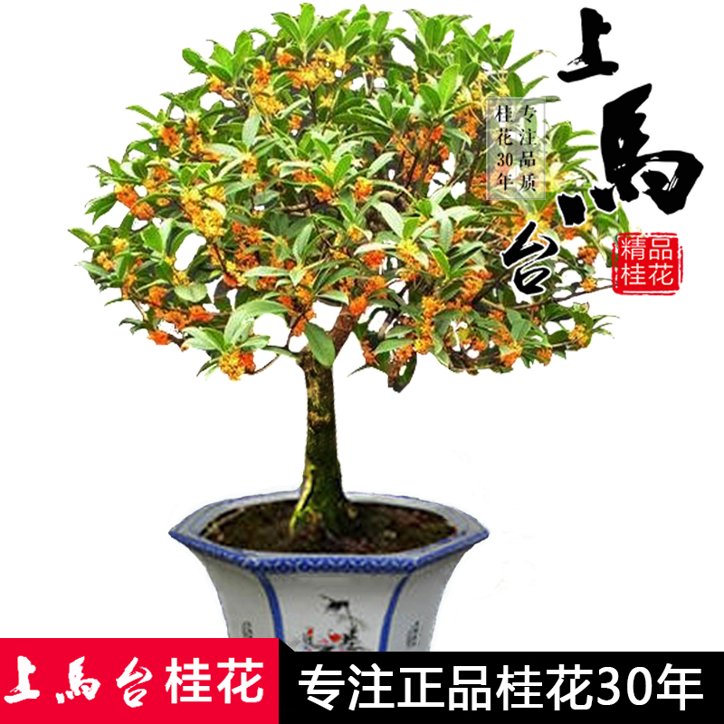 桂花樹苗圖片/桂花樹苗樣板圖 (1)