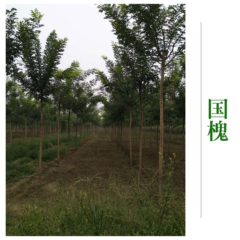 山西國槐圖片/山西國槐樣板圖 (4)