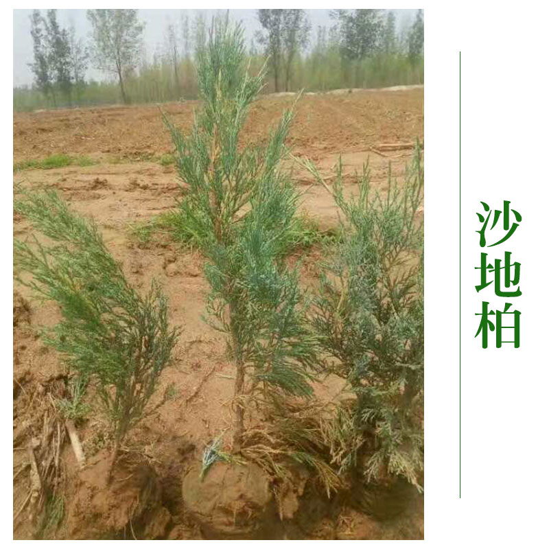 沙地柏圖片/沙地柏樣板圖 (2)