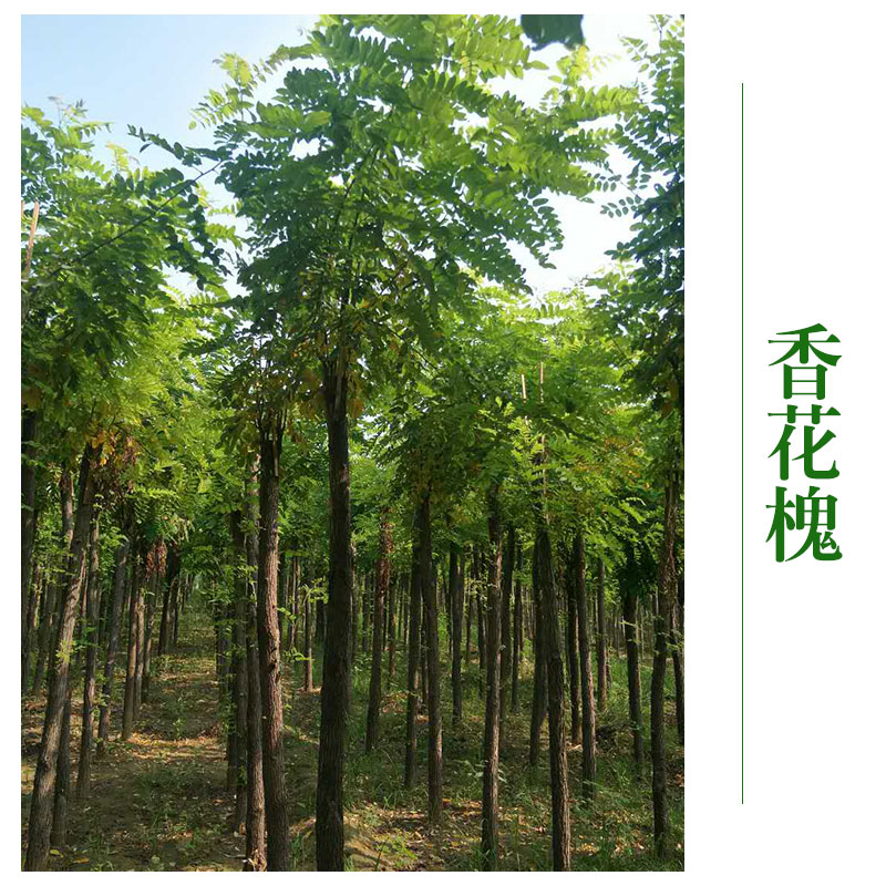 香花槐圖片/香花槐樣板圖 (3)