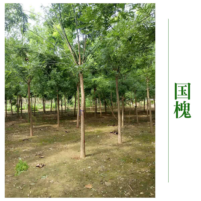 山西國槐圖片/山西國槐樣板圖 (3)