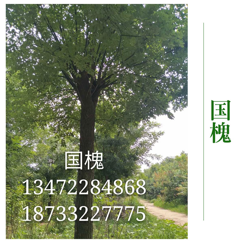 山西國槐圖片/山西國槐樣板圖 (1)