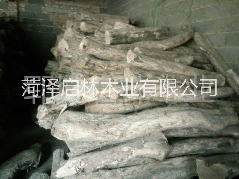 大徑黃楊木圖片/大徑黃楊木樣板圖 (4)