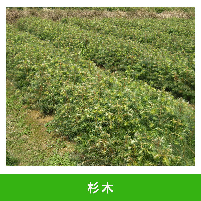 杉木圖片/杉木樣板圖 (1)
