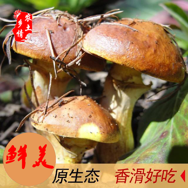 松蘑營養(yǎng)價(jià)值圖片/松蘑營養(yǎng)價(jià)值樣板圖 (2)