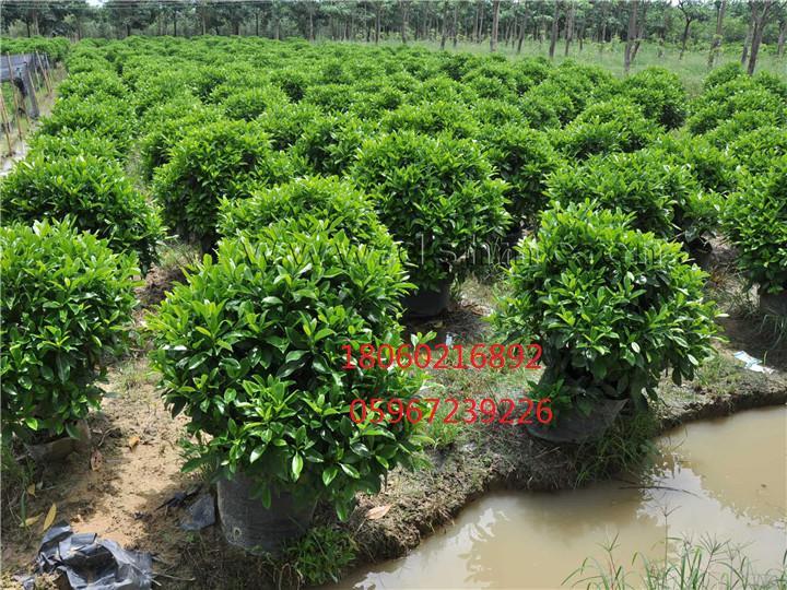 云南非洲茉莉供應(yīng)商圖片