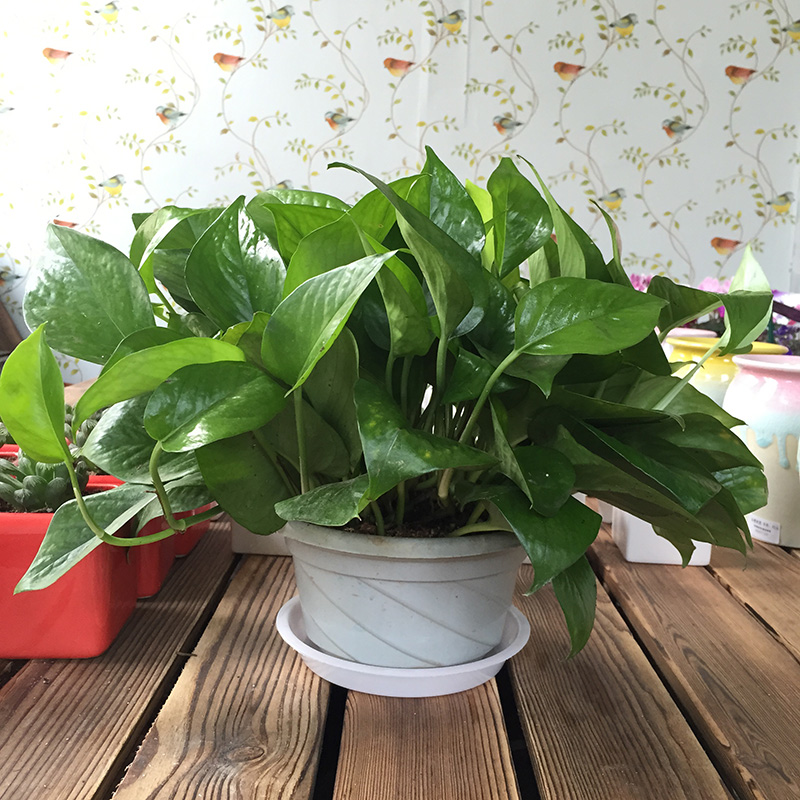 武漢辦公室綠植盆栽租擺圖片/武漢辦公室綠植盆栽租擺樣板圖 (2)