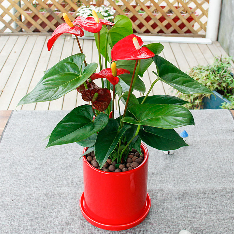 武漢室內(nèi)單位植物盆景租擺圖片/武漢室內(nèi)單位植物盆景租擺樣板圖 (1)