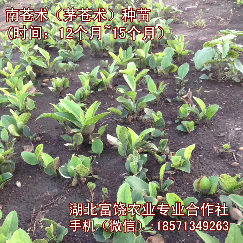 蒼術圖片/蒼術樣板圖 (4)
