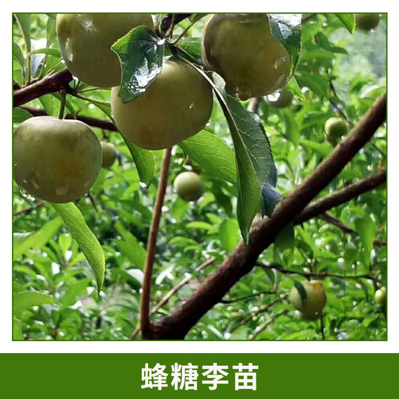 李苗圖片/李苗樣板圖 (1)