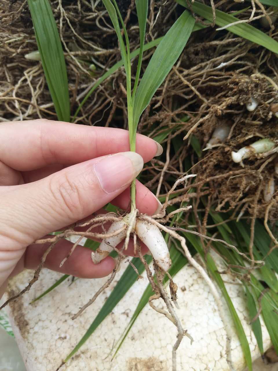 白芨種苗圖片/白芨種苗樣板圖 (3)