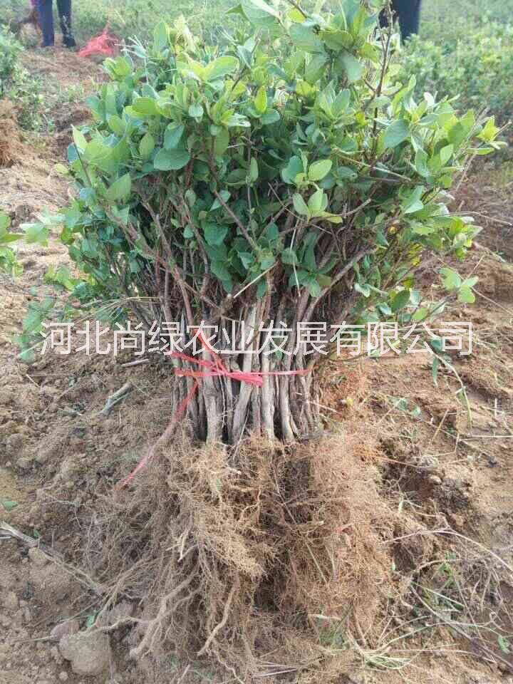 河北尚綠農(nóng)業(yè) 金銀花苗、金銀花樹苗，可滿足經(jīng)濟種植、占地、綠化等需求。