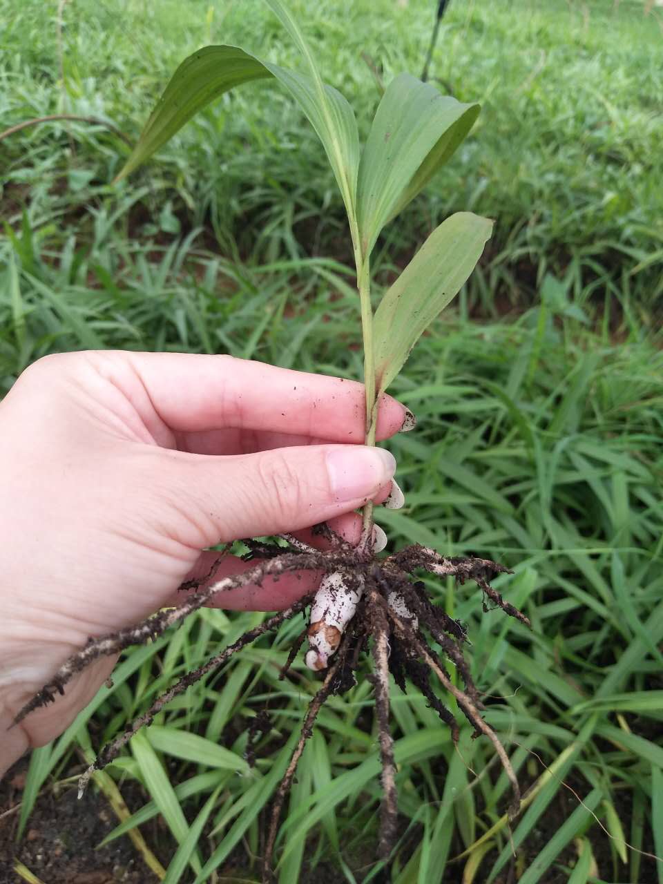 白芨種苗圖片/白芨種苗樣板圖 (4)