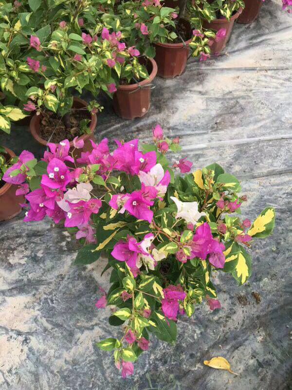 上海三角梅直銷，上海三角梅價(jià)格，上海三角梅造型，上海三角梅基地，上海三角梅苗木，上海三角梅供應(yīng)