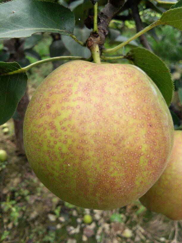 杜梨苗圖片/杜梨苗樣板圖 (2)