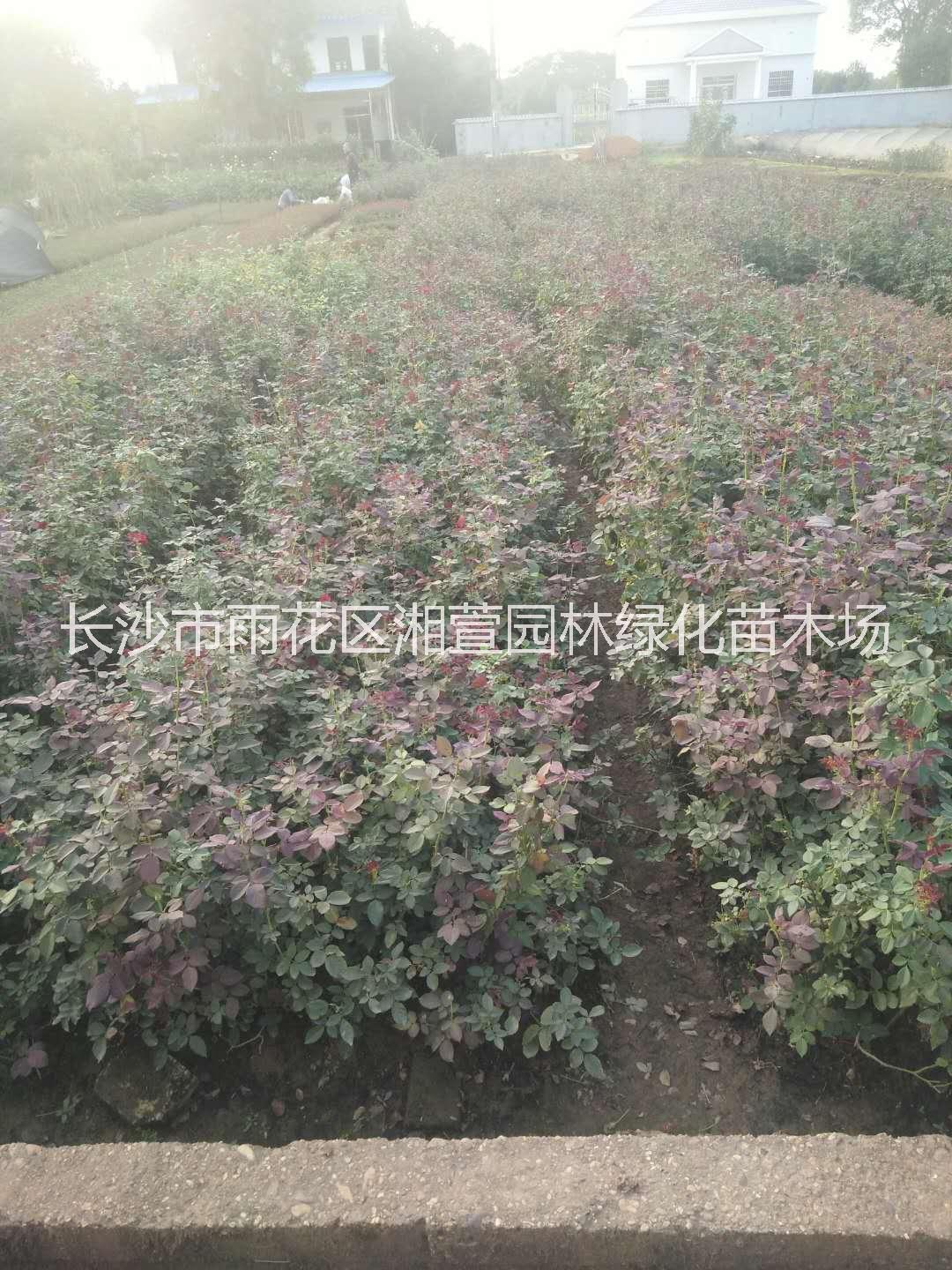 月季小苗、大花月季、鉆石月季、歐月、豐花月季