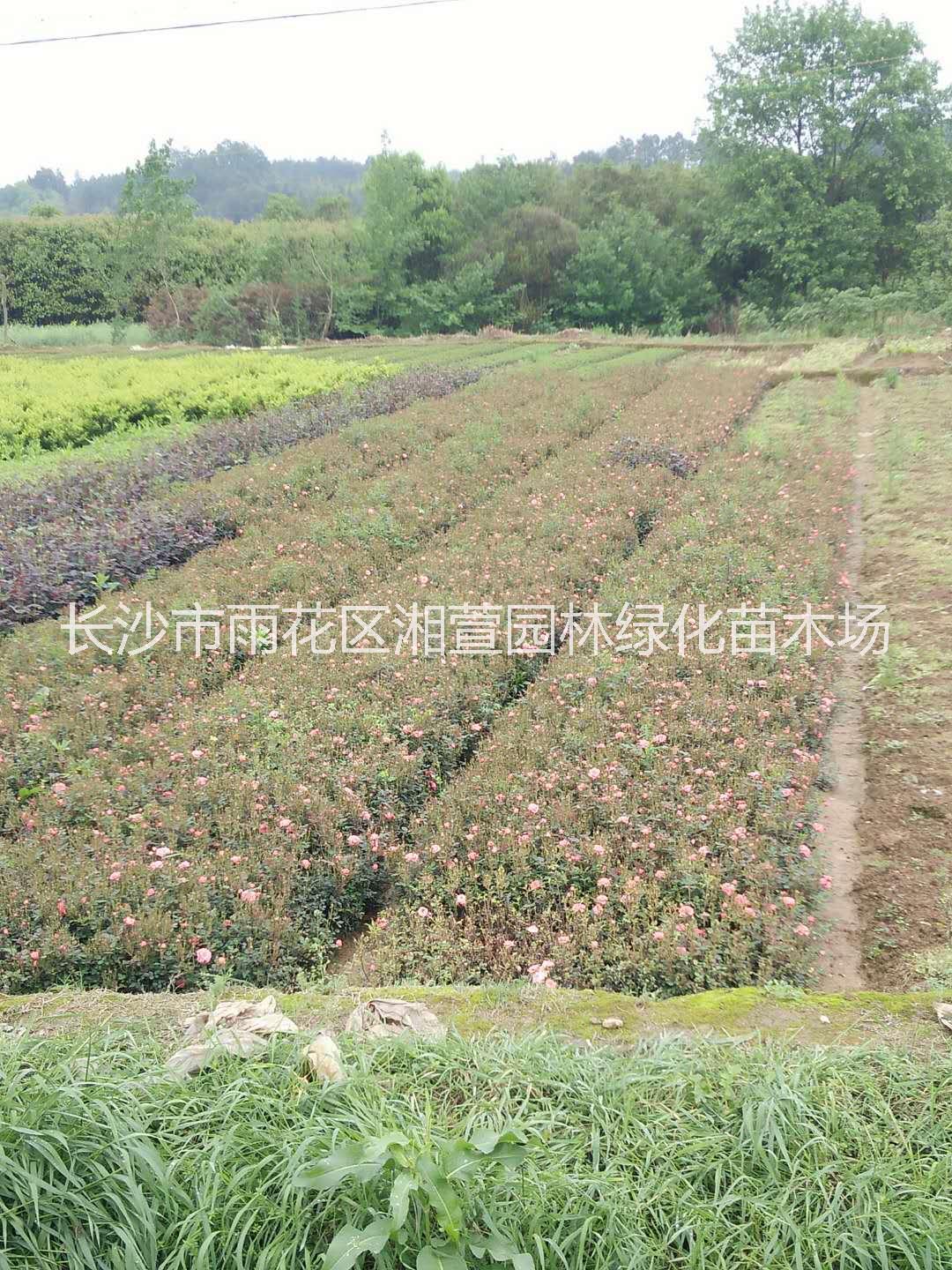 月季圖片/月季樣板圖 (4)