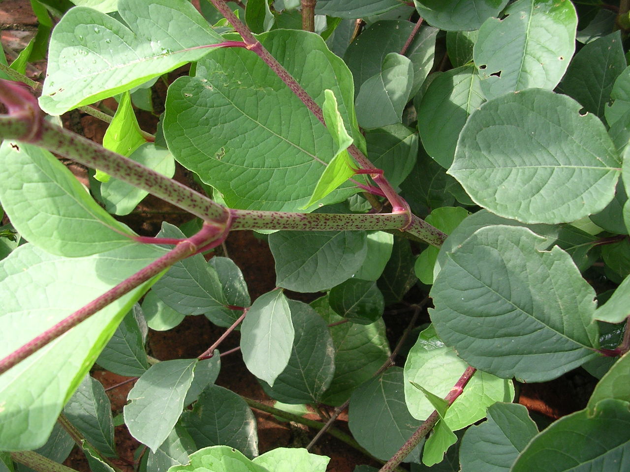 白藜蘆醇圖片/白藜蘆醇樣板圖 (3)