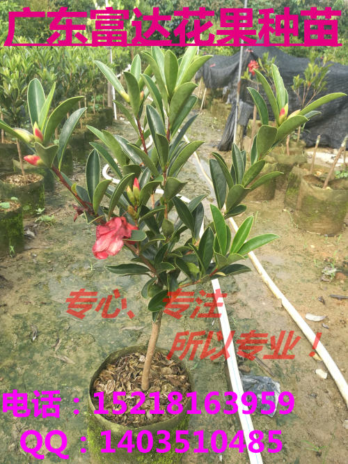 杜鵑紅山茶圖片/杜鵑紅山茶樣板圖 (3)