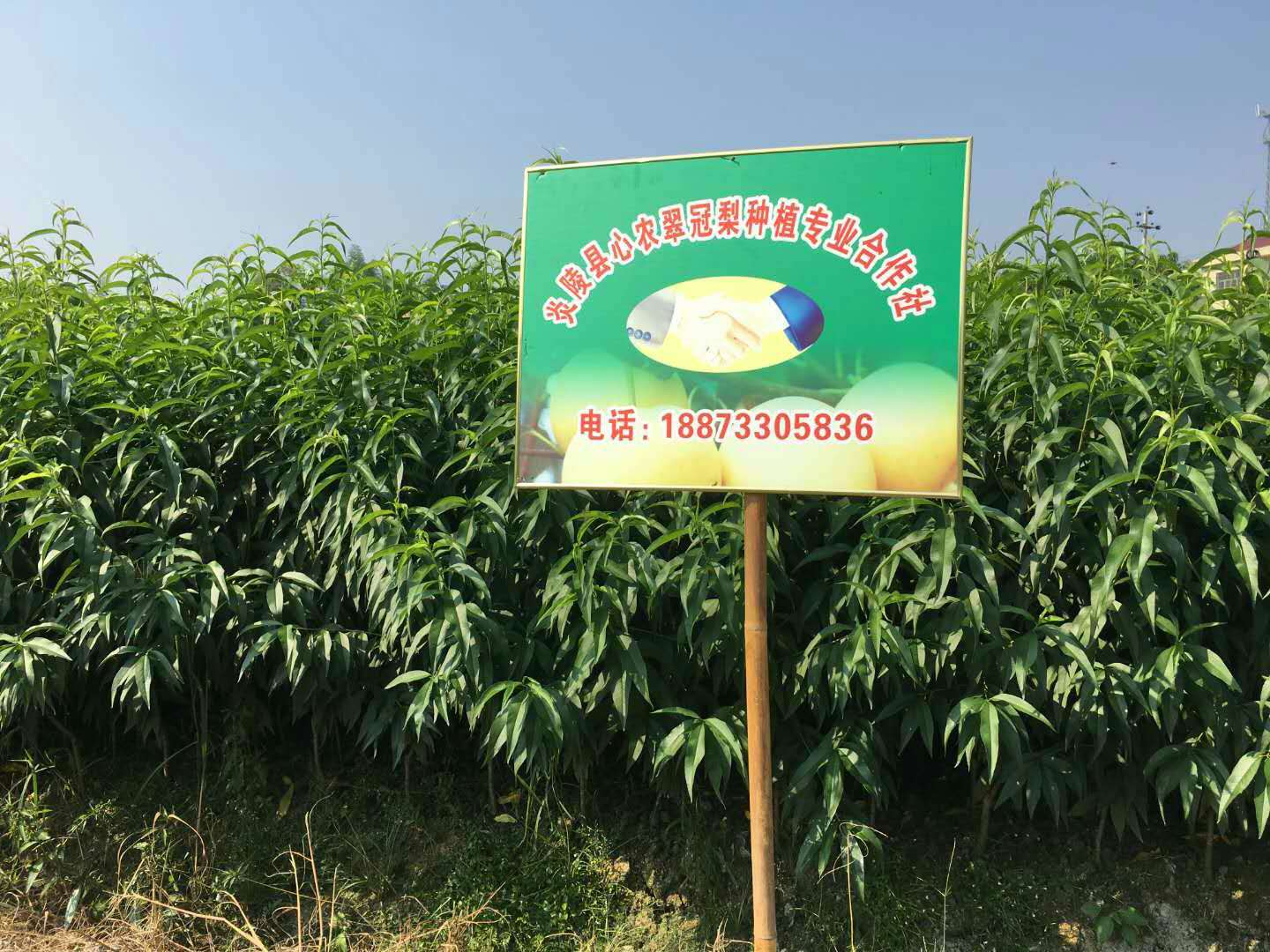 黃桃樹(shù)苗圖片/黃桃樹(shù)苗樣板圖 (3)