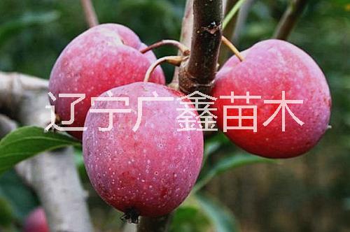 雞心果苗圖片/雞心果苗樣板圖 (3)