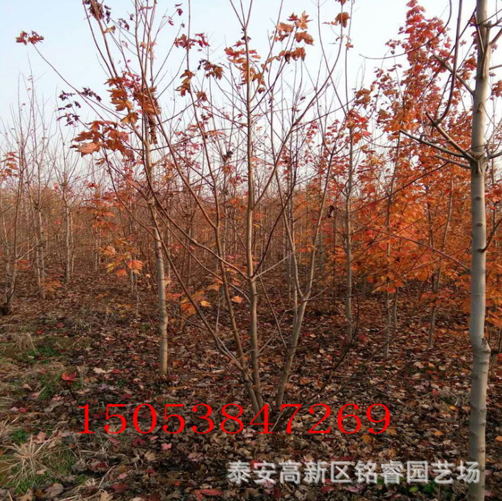 美國(guó)紅楓樹苗圖片