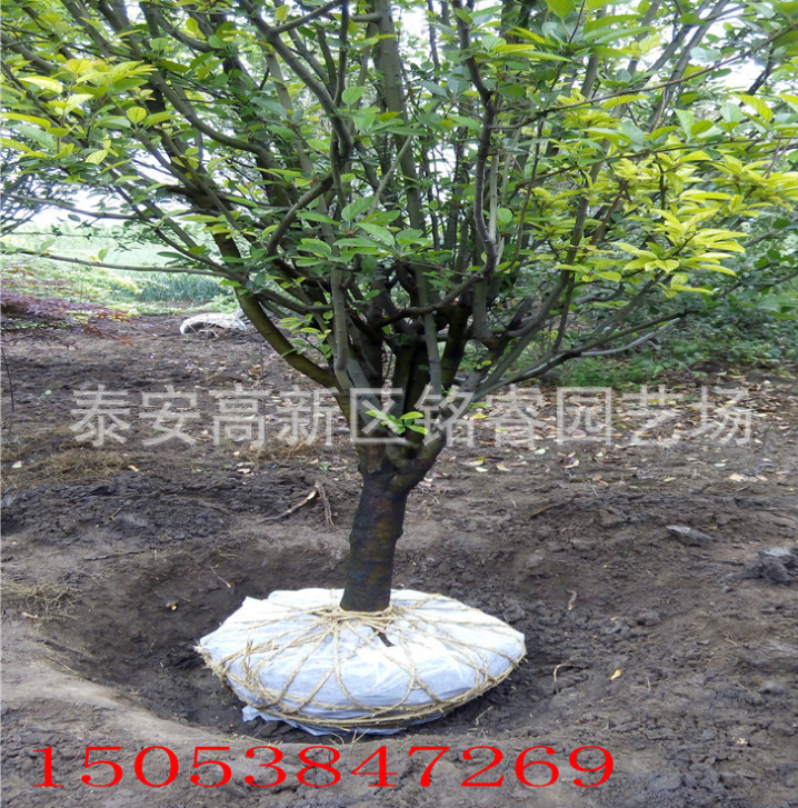 府海棠圖片/府海棠樣板圖 (4)