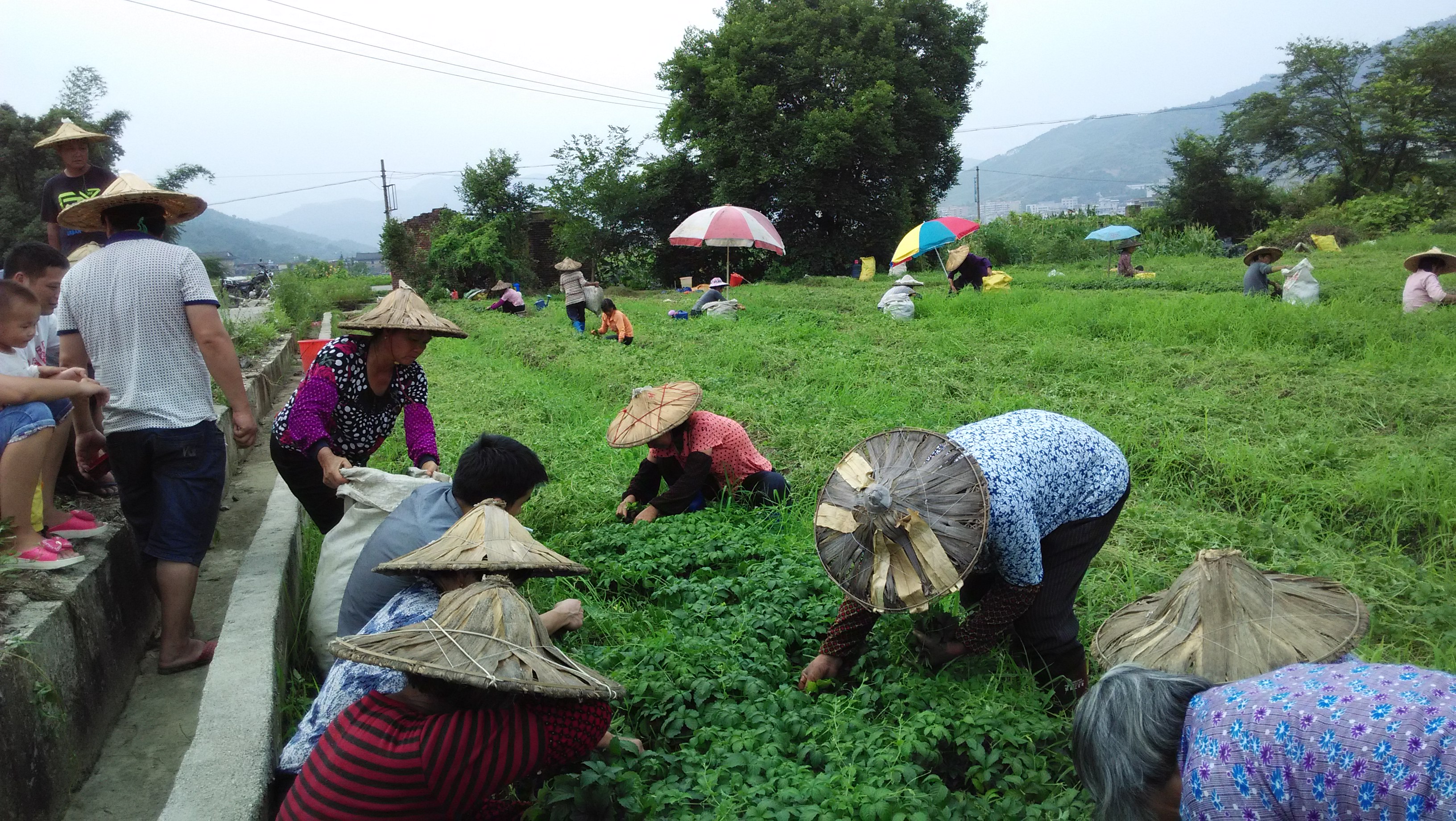 供应绞股蓝茶 产地直销 出口品质图片