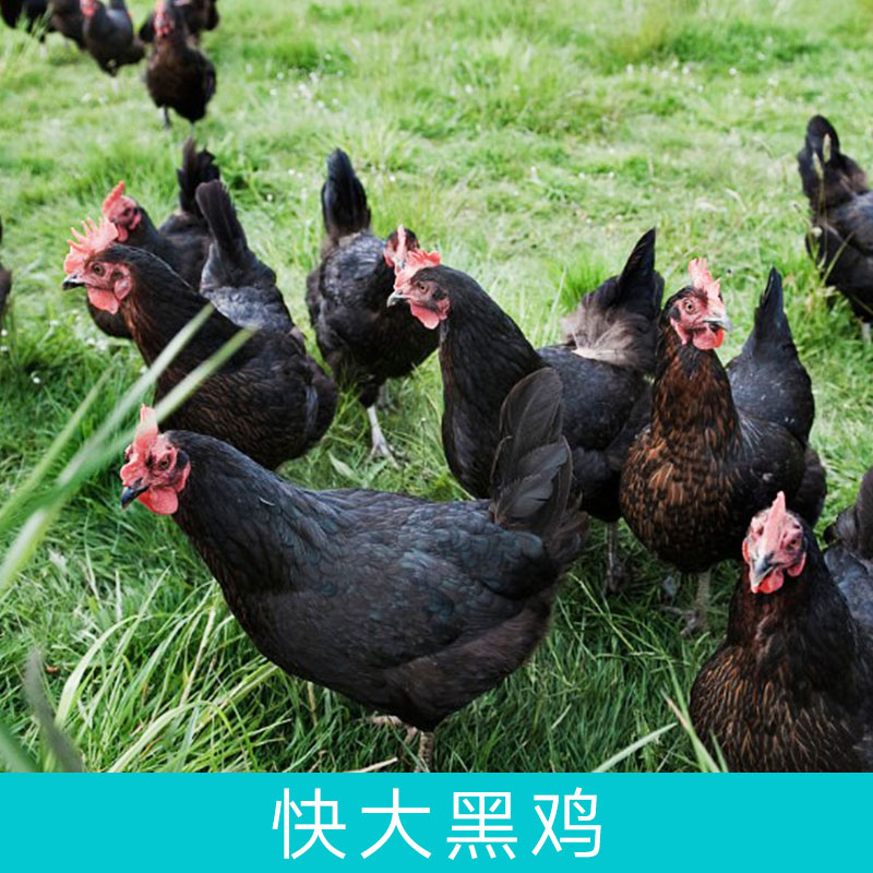 快大黑雞圖片/快大黑雞樣板圖 (4)