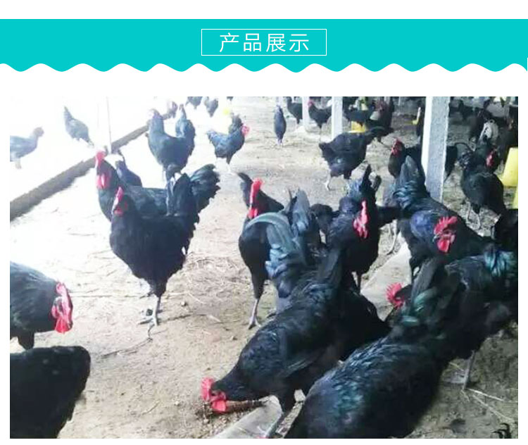 高產(chǎn)綠殼蛋雞苗圖片