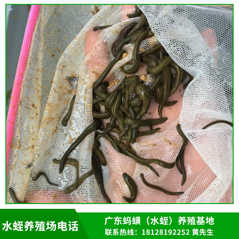 水蛭圖片/水蛭樣板圖 (2)