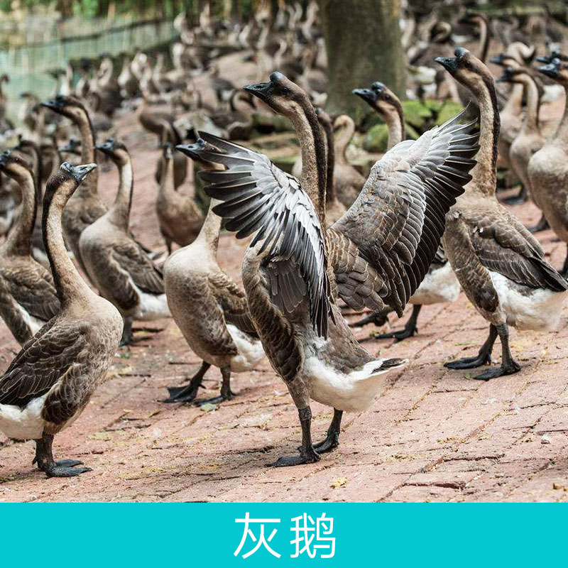 灰鵝圖片/灰鵝樣板圖 (2)