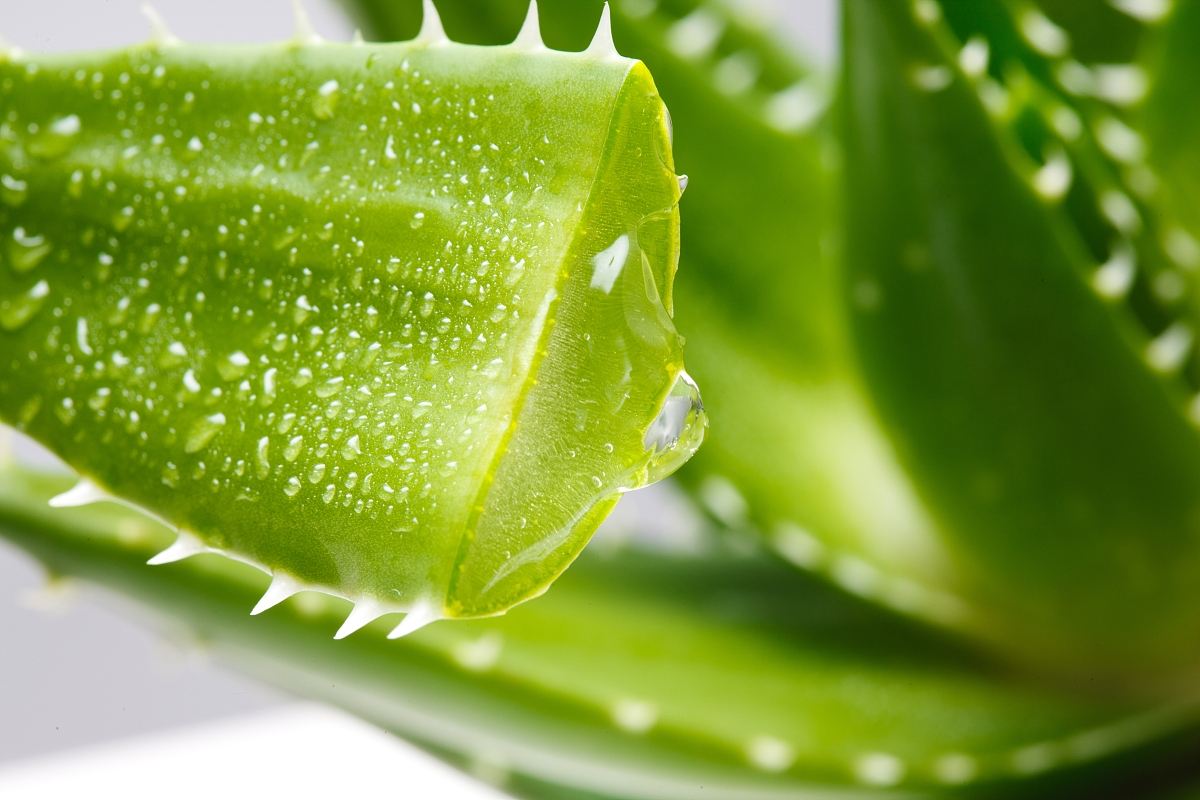 蘆薈提取物蘆薈甙A+B蘆薈素