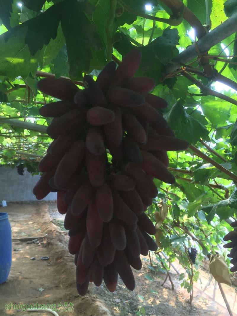 占地苗圖片/占地苗樣板圖 (2)