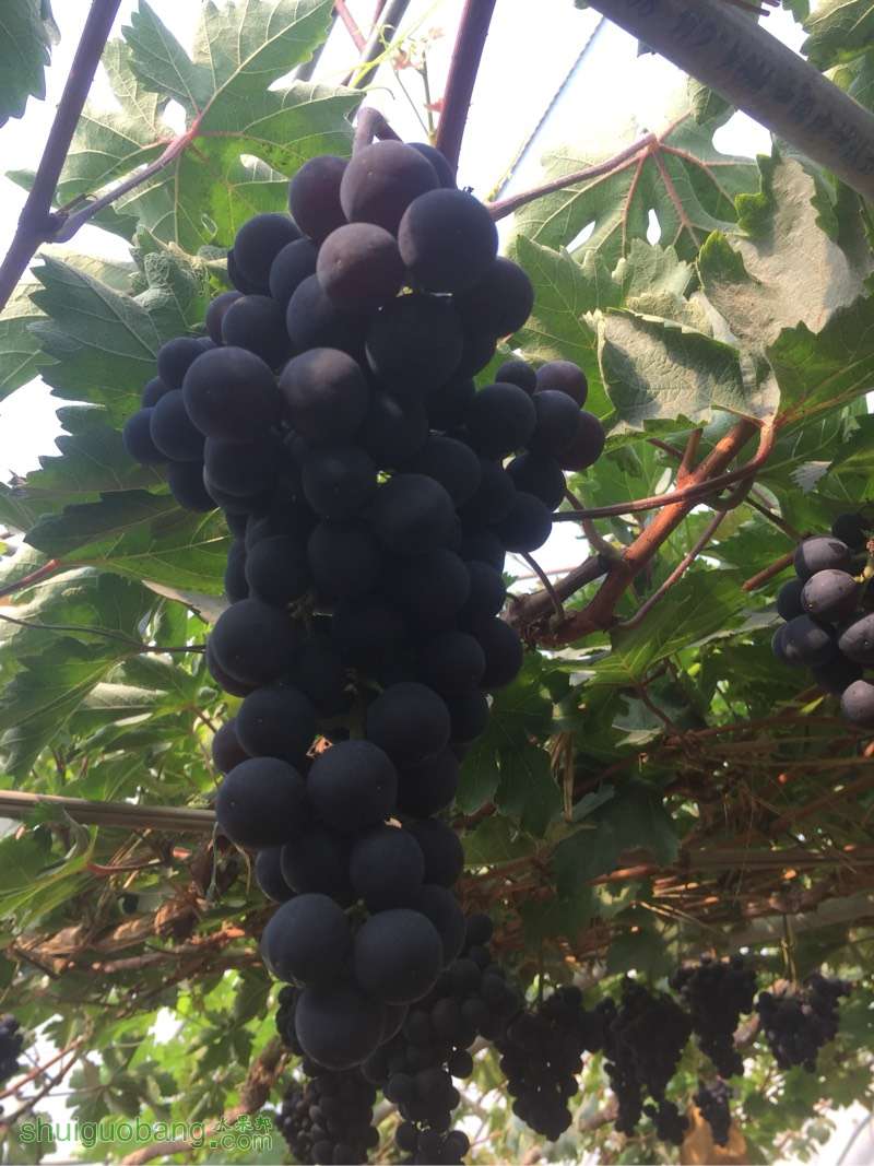 優(yōu)質(zhì)葡萄苗圖片/優(yōu)質(zhì)葡萄苗樣板圖 (2)