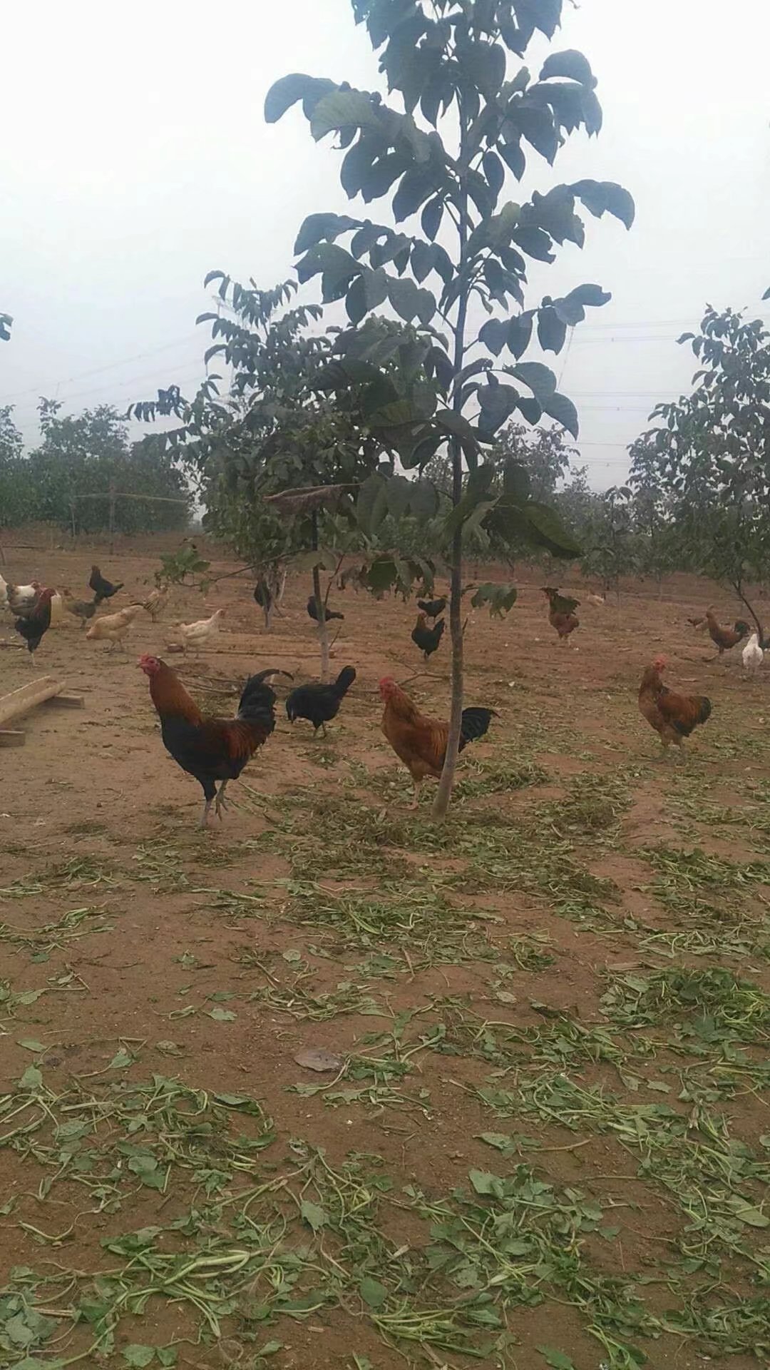 供應(yīng)華北柴雞_華北柴雞雞苗_華北雞苗養(yǎng)殖場(chǎng)