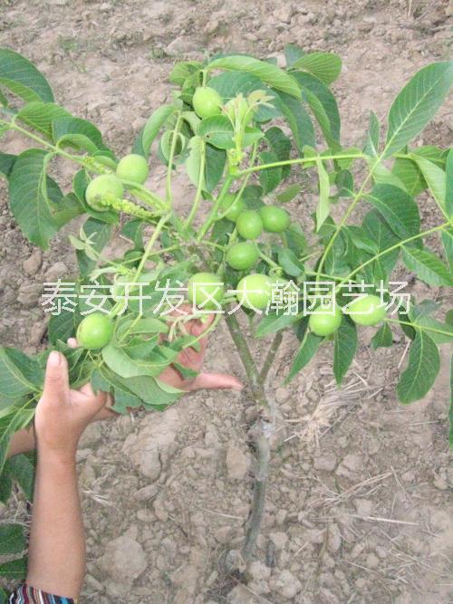 核桃樹(shù)苗圖片/核桃樹(shù)苗樣板圖 (3)