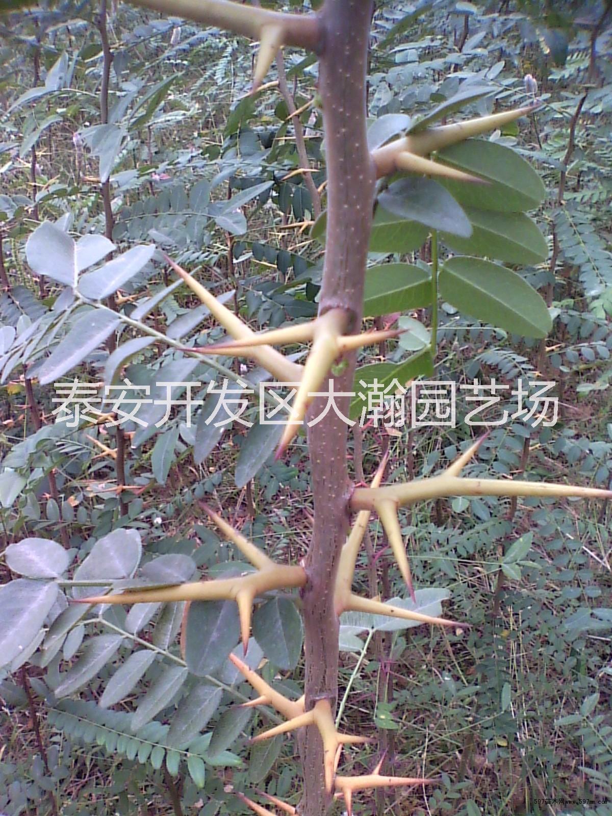 供應山東皂角樹苗價格、山東皂角樹苗批發(fā)、山東皂角樹苗廠家