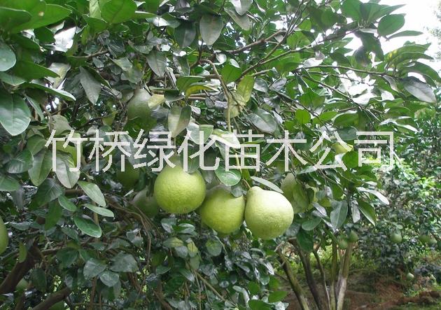 沙田柚樹苗 *沙田柚苗  1米高沙田柚苗 當(dāng)年掛果沙田柚樹