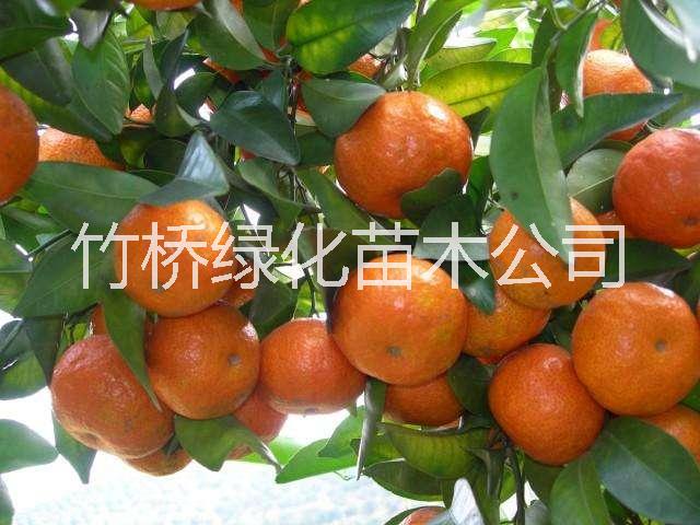 砂糖橘圖片/砂糖橘樣板圖 (4)