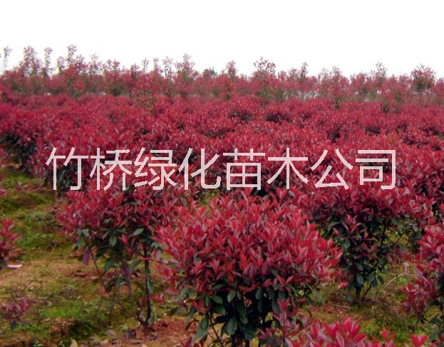 紅葉石楠苗圖片/紅葉石楠苗樣板圖 (4)